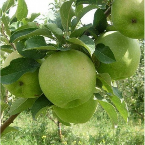 Саженцы Комплект 5шт / Яблоня Гренни Смит