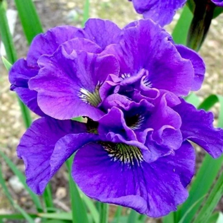 Комплект 5шт / Ирис сибирский Concord Crus - качественные цветы для вашего сада Комплект 5шт / Ирис сибирский Concord Crus - качественные цветы для вашего сада