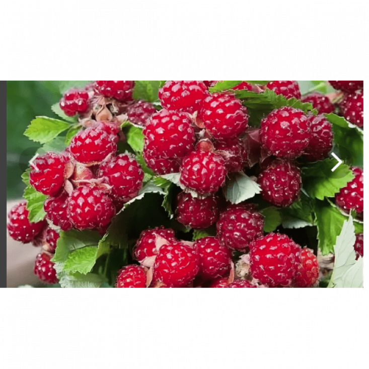 Ежемалина Ред Даймонд (красная) - вкусная ягода для вашего сада Ежемалина Ред Даймонд (красная) - вкусная ягода для вашего сада