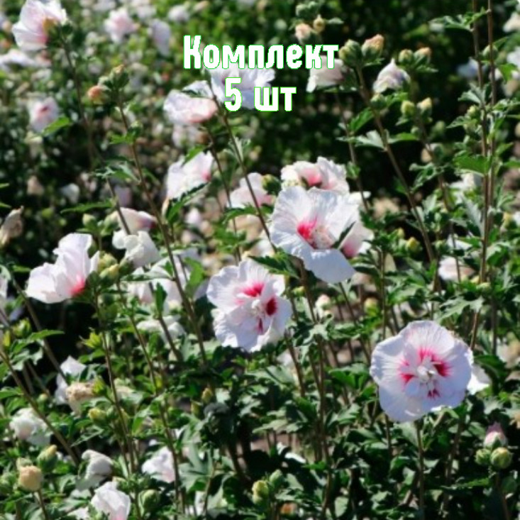 Комплект 5шт / Гибискус древовидный Чайна Шифон Комплект 5шт / Гибискус древовидный Чайна Шифон