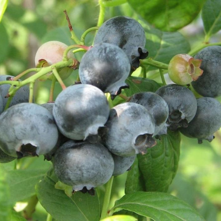 Черника Топ Хат - сладкий вкус, высокий урожай Черника Топ Хат - сладкий вкус, высокий урожай